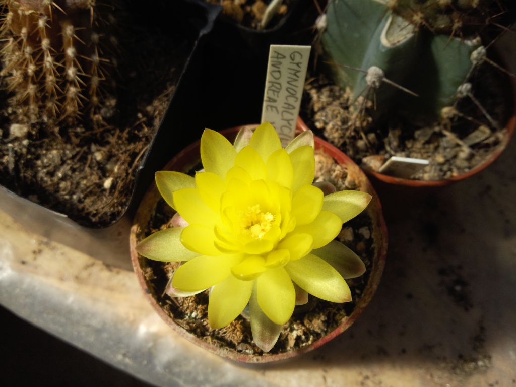 Gymnocalycium andreae v.grandiflorum